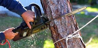 How Our Tree Care Process Works  in  Prior Lake, MN