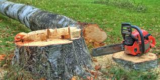 Best Tree Risk Assessment  in Prior Lake, MN
