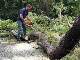 Best Storm Damage Tree Cleanup  in Prior Lake, MN