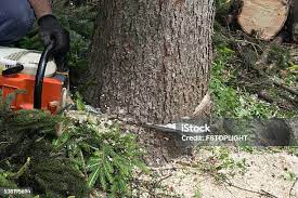 Best Commercial Tree Services  in Prior Lake, MN