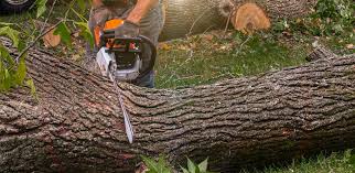 Best Tree Cabling and Bracing  in Prior Lake, MN