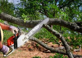 Best Palm Tree Trimming  in Prior Lake, MN