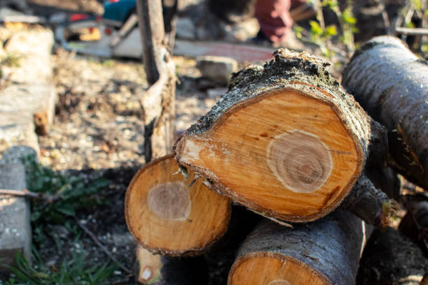 Best Tree Trimming and Pruning  in Prior Lake, MN
