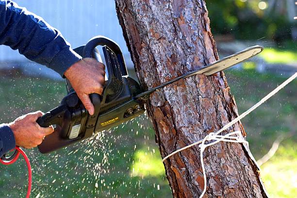 Best Stump Grinding and Removal  in Prior Lake, MN