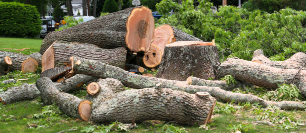 Best Tree Maintenance Programs  in Prior Lake, MN
