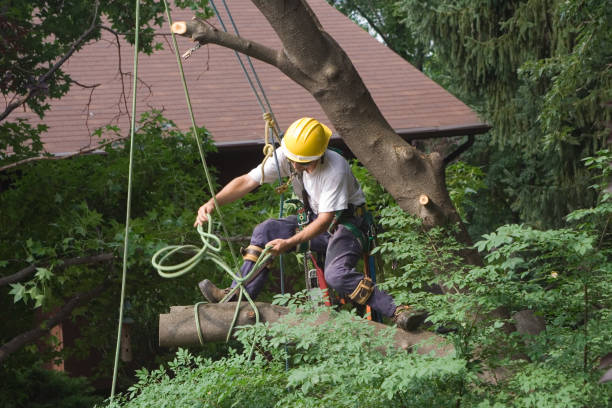 Best Lawn Pest Prevention  in Prior Lake, MN