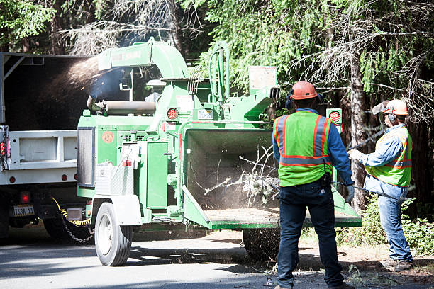 Best Tree Mulching  in Prior Lake, MN