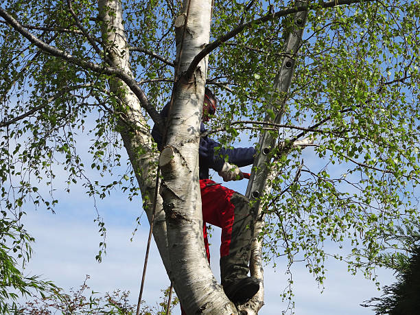 Best Firewood Processing and Delivery  in Prior Lake, MN