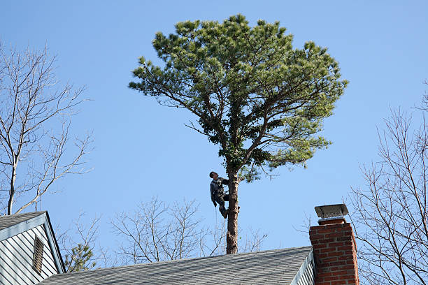 Best Tree Removal  in Prior Lake, MN