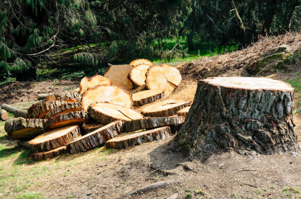 Best Tree Risk Assessment  in Prior Lake, MN